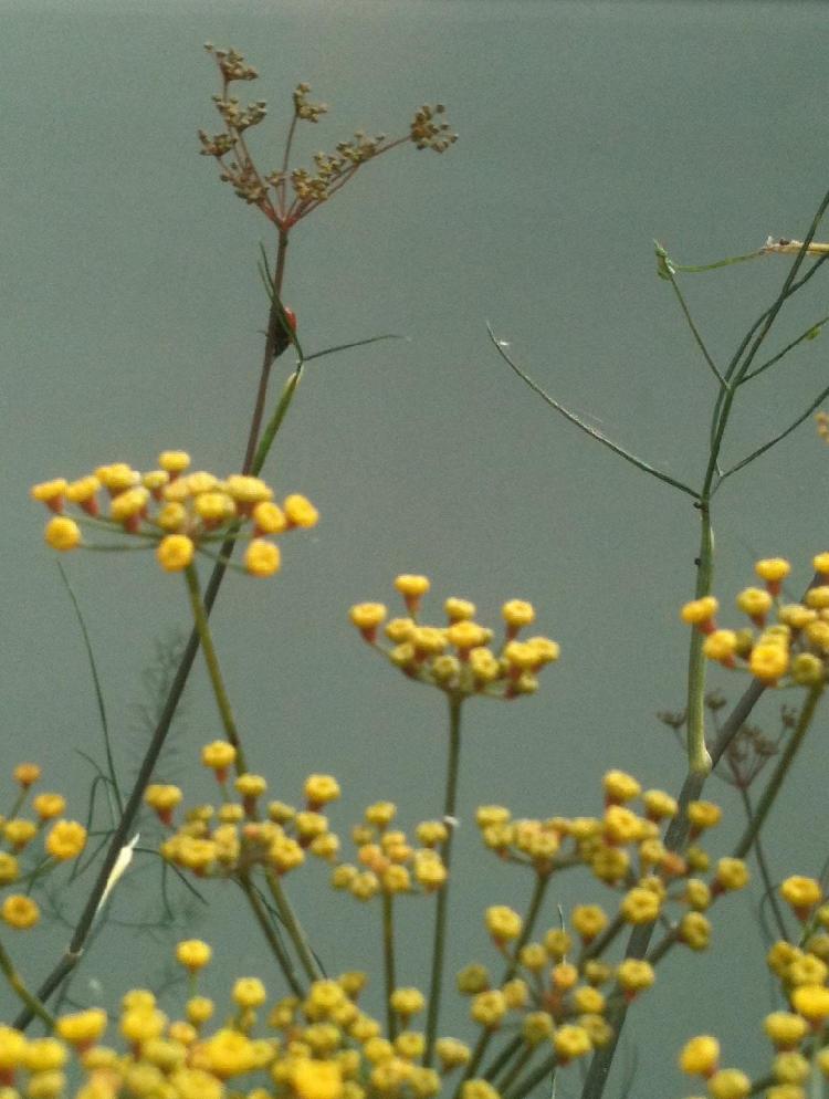 Fennel flowers in front of a frosted glass screen.
